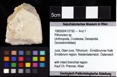 Foto (Objket + Etiketten) von Pithonoton sp. 